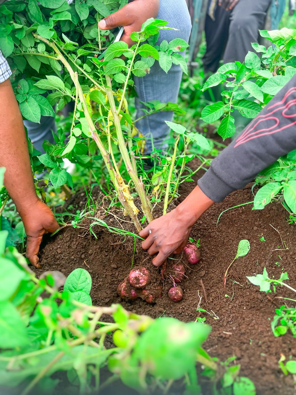L'activité de la culture de pomme de terre à kibumba